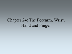 Chapter 24: The Forearm, Wrist, Hand and Finger