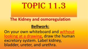 Topic 11.3 Kidney & Osmoregulation
