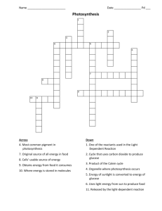 Cell Energy Crossword Puzzle