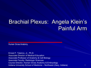 Extremities 5 - Brachial Plexus Angela Klein