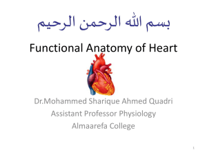 Functional Anatomy of Heart