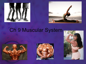 Muscular System Notes