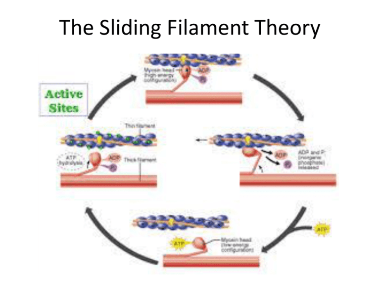 sliding-filament-theory