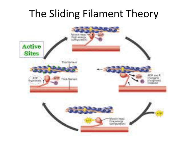 Sliding Filament Theory