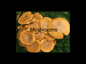 Mushrooms - Tree of Life Web Project