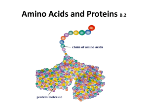 Amino Acids and Proteins B2