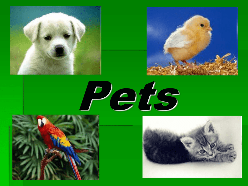 Pets презентация. Pets and other animals 3 класс Верещагина. Презентация Pets and other animals. Pets and other animals 3 класс.