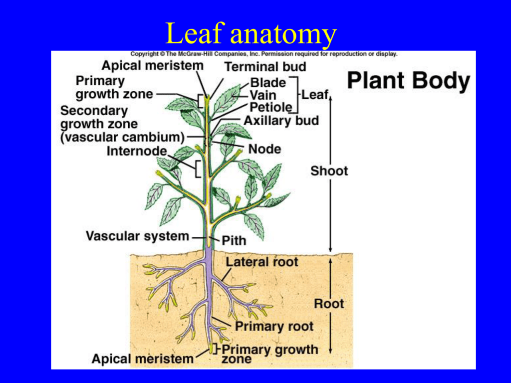 Plant body. Plant Leaf Anatomy. Apical Meristem. Анатомия и физиология растений. Apical Bud.