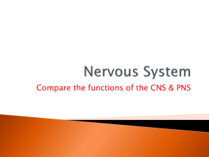 Nervous System Notes 4