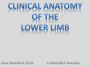 clinical anatomy of the leg