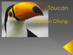 Toucan - Brandon Chung