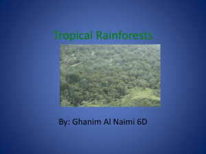Tropical Rainforests - 18-061
