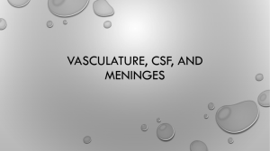 26 Vasculature and CSF