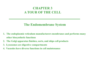 2. The Golgi apparatus finishes, sorts, and ships cell products