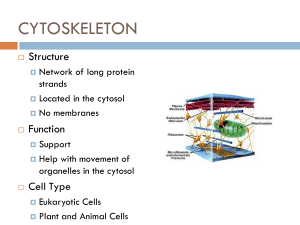 Organelle Structure and Function