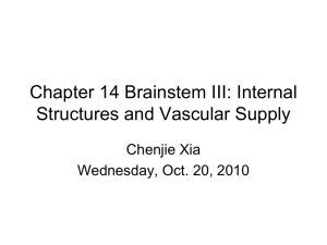 Chapter 14 Brainstem III: Internal Structures and Vascular Supply
