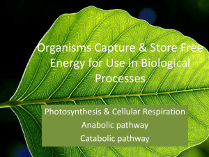 Organisms Capture & Store Free Energy for Use in Biological