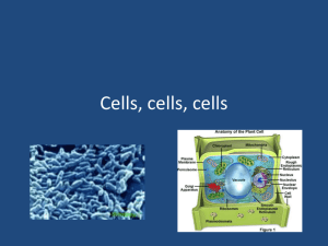 Cells, cells, cells