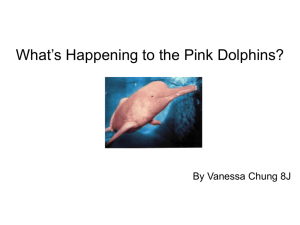 Pink Dolphin Final Powerpoint