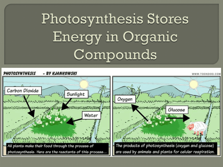 Photosynthesis Stores Energy In Organic Compounds