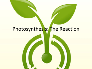 Photosynthesis: The Light Reaction