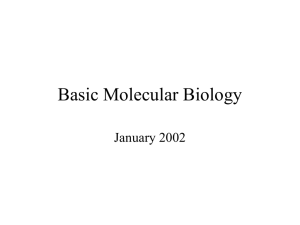 Basic molecular Biology 2001