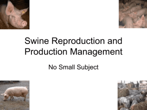 Swine Reproduction and Production Management