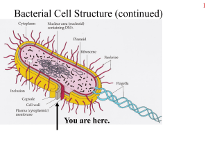 Effect of osmotic pressure on cells