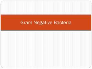 Gram Negative Bacteria