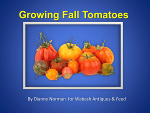 Fall Tomatoes For Containers - Wabash Feed and Garden Store