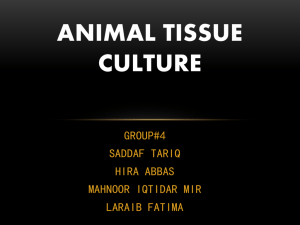 Animal tissue culture