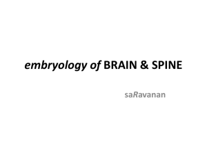 embryology of BRAIN & SPINE - WordPress.com