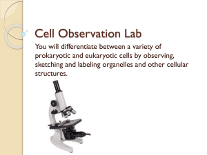 Cell Observation Lab
