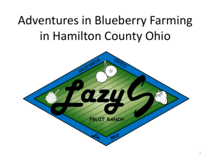 Adventures in Blueberry Farming v2