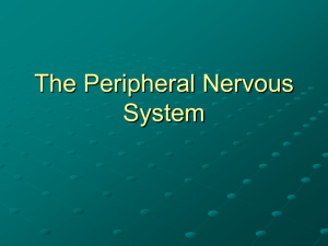 The Peripheral Nervous System