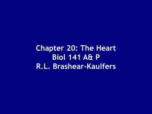 Chapter 20: The Heart