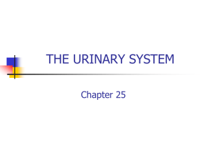 THE URINARY SYSTEM