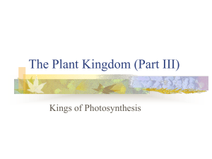 Photosynthesis in nature