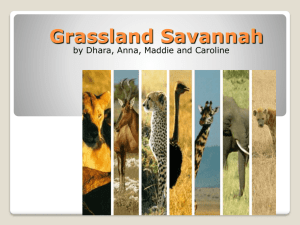 savanna grassland Caroline Maddie Dhara Anna
