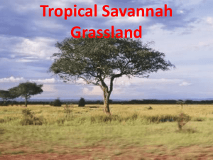 19 Savanna Grassland