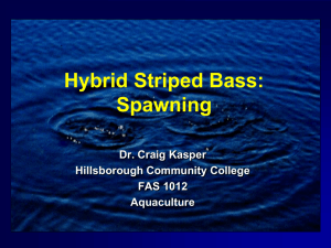 Pond Preparation for Larval Hybrid Striped Bass Fingerling Production