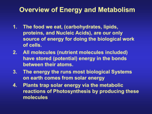 Overview of Energy and Metabolism