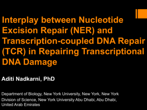 Interplay between NER and TCR in repairing transcriptional DNA