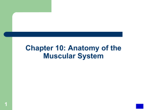 SKELETAL MUSCLE STRUCTURE (cont.)