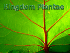 Kingdom Plantae