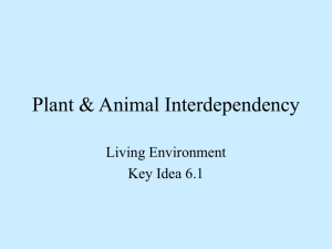 Plant & Animal Interdependency