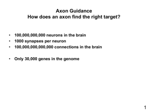 How does an axon know where to go?