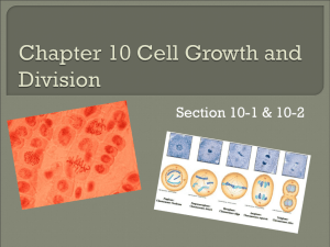 Cell Cycle PowerPoint