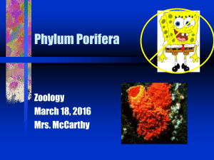Phylum Porifera - McCarthy's Cool Science