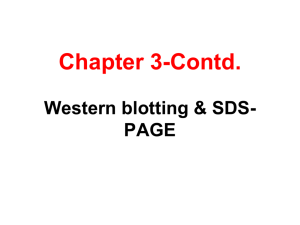 SDS-PAGE and Western blotting